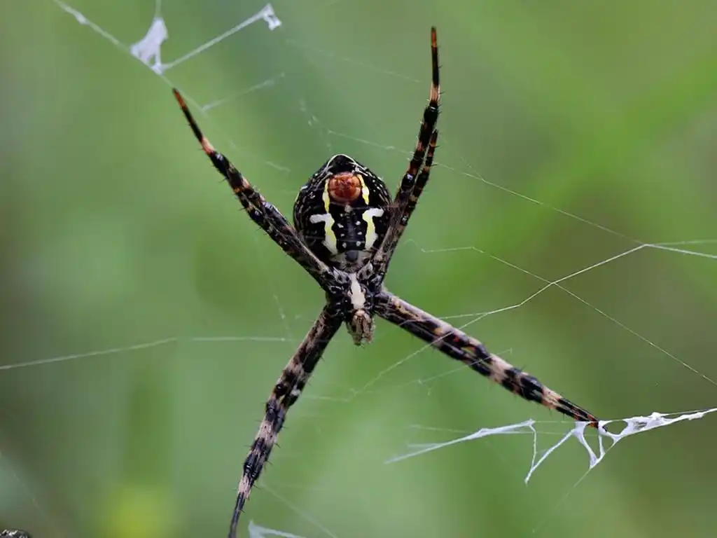 鬼脸蜘蛛你了解吗?看看这些再说话