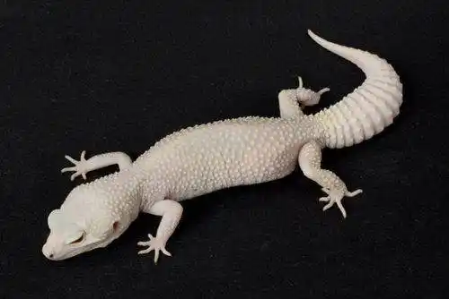 组图:动物世界的"白雪公主"