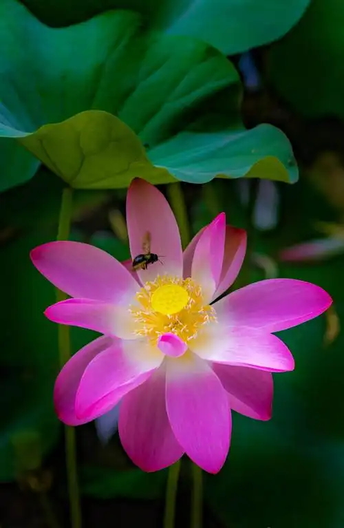 盛夏来了,去拍一朵最美的荷花…续〈一〉