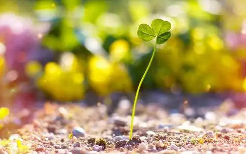 清新的四叶草,高清图片,植物壁纸-回车桌面