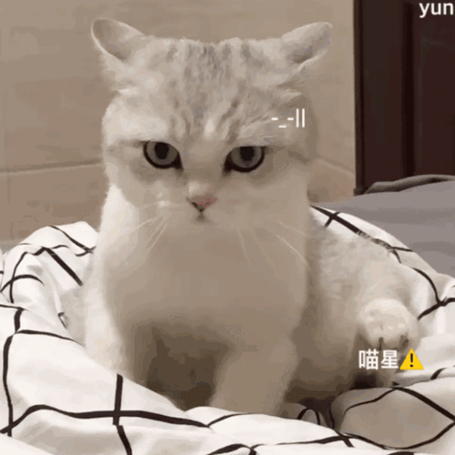 表情包,可爱表情包,猫咪表情包表情包