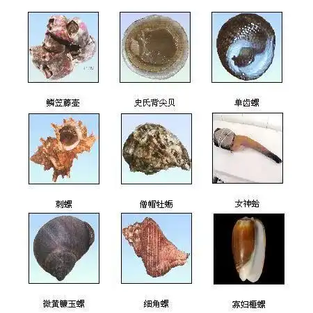 超全贝类图鉴再也不怕海鲜摊主不告诉我贝壳名字啦收藏