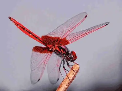 我们常见的所谓"蜻蜓点水", 就是它产卵时的表演