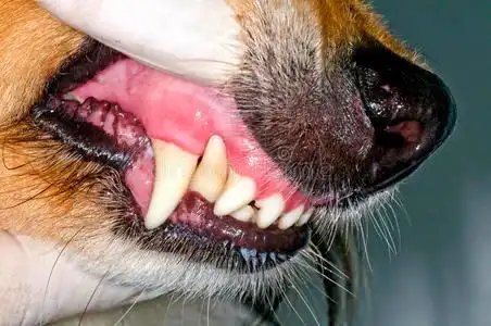 犬齿图片