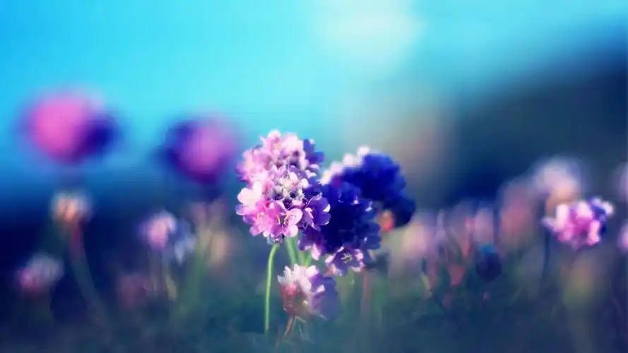 清新意境花草壁纸_意境清新的花草_风景壁纸