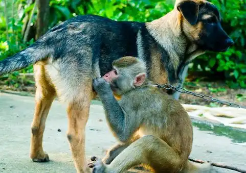 梦见狗和猴子