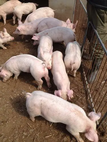 山东仔猪销售价格仔猪养殖与清洁