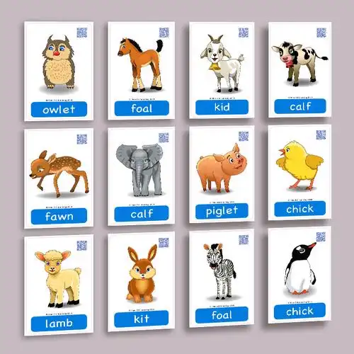 儿童英语动物单词animals启蒙闪卡幼儿园教师早教早教闪卡