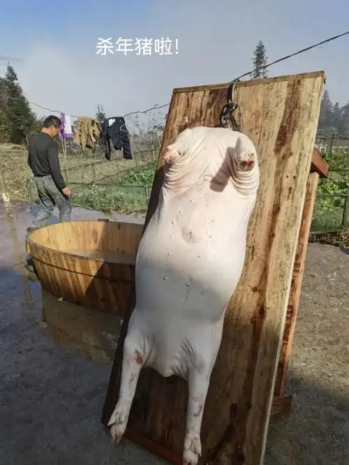 每年入冬以后,山里几乎每户都会挑选良辰吉日杀猪,杀好后基本都是挂