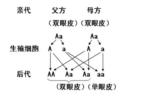 "双眼皮"爸妈,生出"单眼皮"娃,莫非是谁偷偷割了双眼皮?