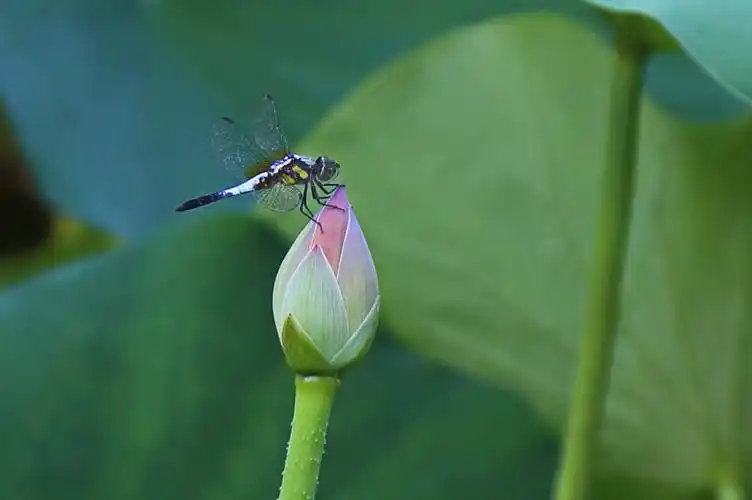 蜻蜓点水舞碧纱