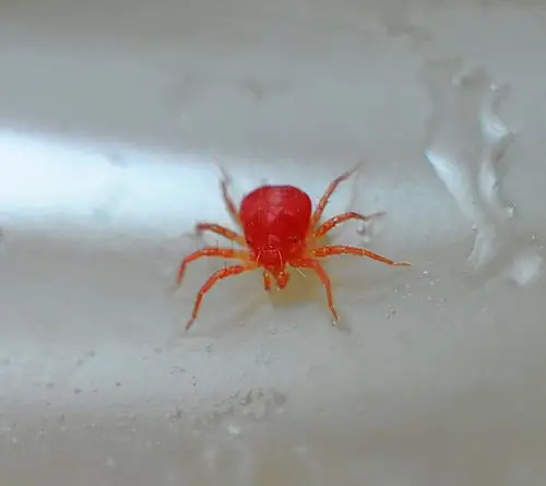 很小如小米般大的红蜘蛛