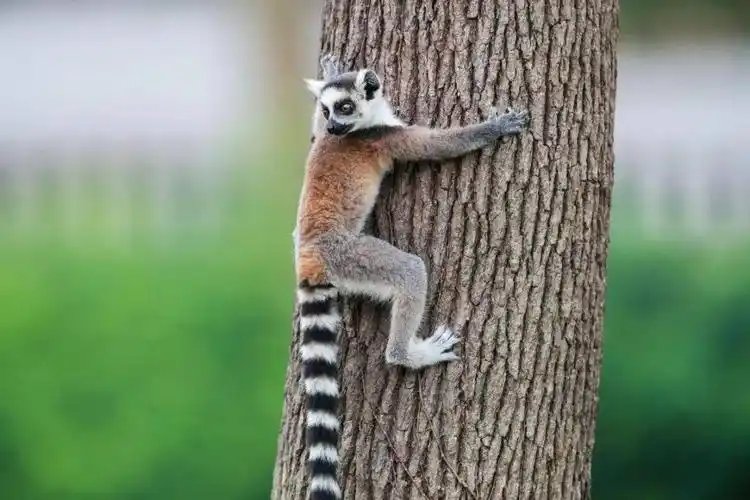 猴宝宝们组团卖萌,超迷人!