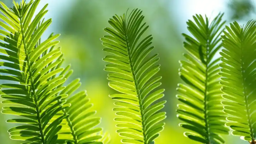 春日摄影  #护眼壁纸最近每天只有做核酸的时候可以下楼,就趁着空隙