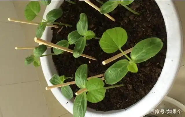 学会这些方法,可以自己在家轻松种植葫芦