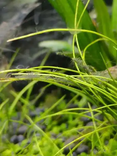 大家受累给看看.这是黑毛藻么,有治么?