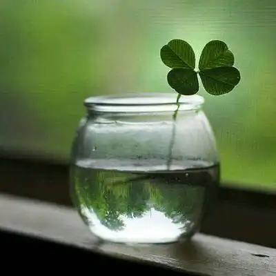 四叶草qq头像大全 梦幻最美四叶草女生个性头像