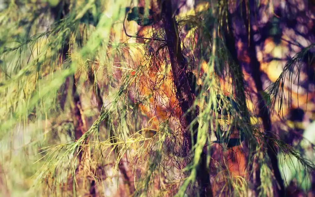 秋日意境美图桌面壁纸.秋,美丽迷人;秋,硕果累累;秋,寂寥孤单.