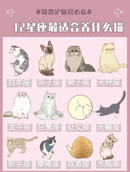 12星座最适合养什么猫?