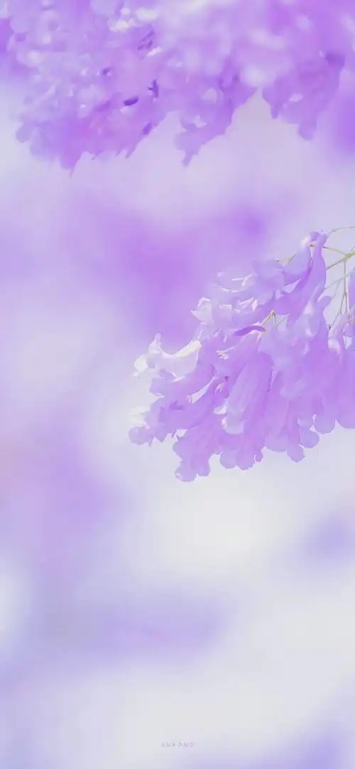 壁纸浪漫紫色系蓝楹花合集