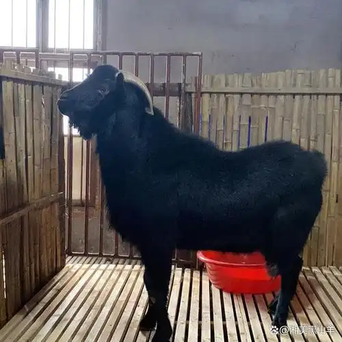 黑山羊种公羊在羊群中起到很重要的作用,"公羊好,好一坡.