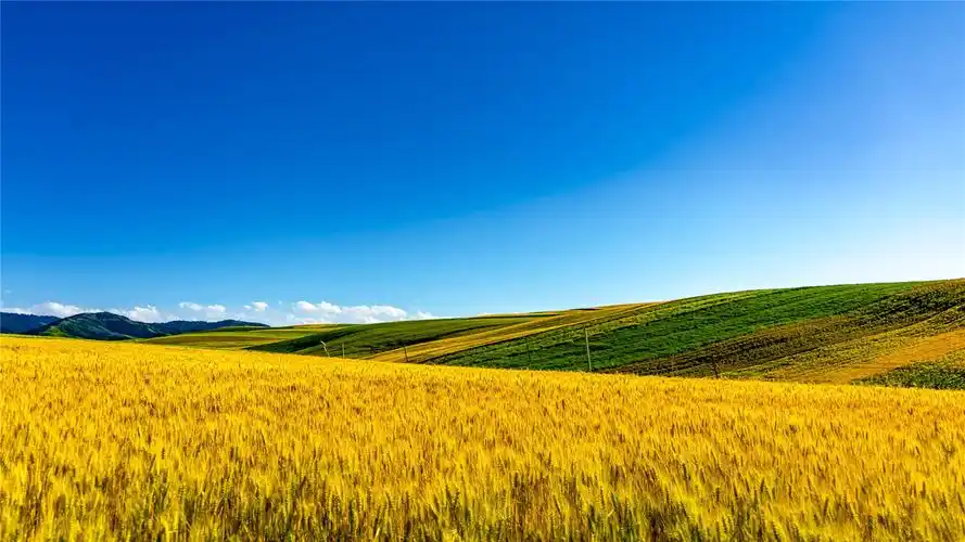 秋日丰收稻田风景高清桌面壁纸