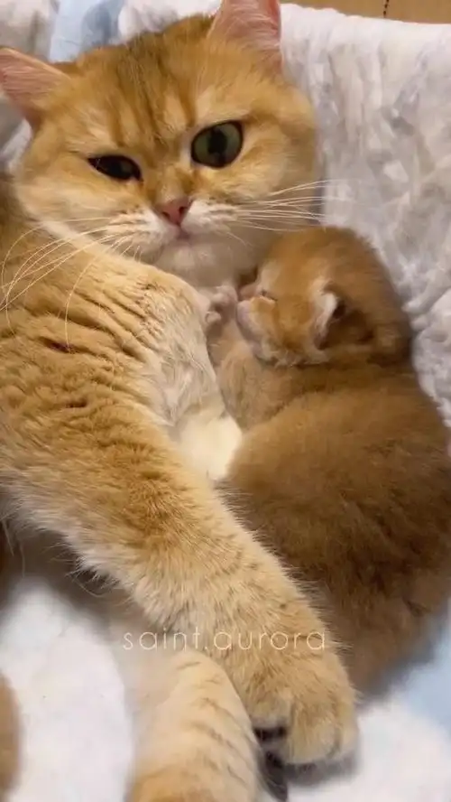 小猫咪躺在妈妈怀里睡得好香