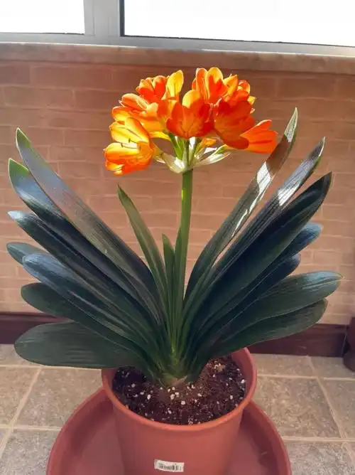 3月养君子兰学会这几点叶子又肥又绿开花一簇簇漂亮极了