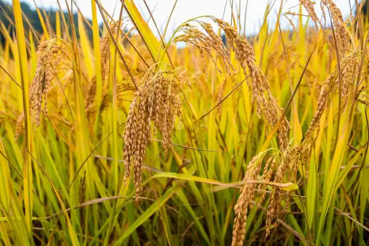 金色稻穗,金色童年-记佛堂小学305班假日小队研学之"秋收"