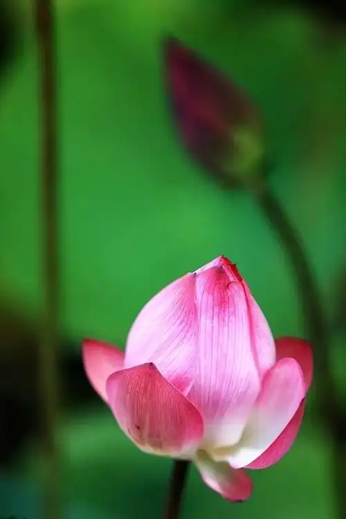 禅乐|《佛座莲》悠远大气,清净安宁而又祥和
