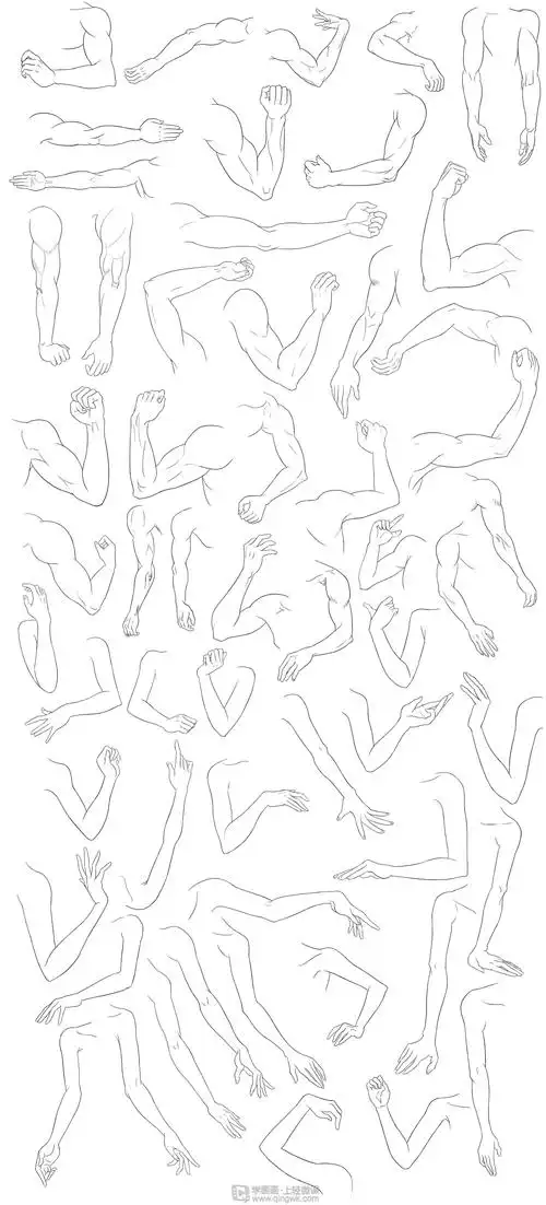 日系厚涂之手臂肌肉及连接关系