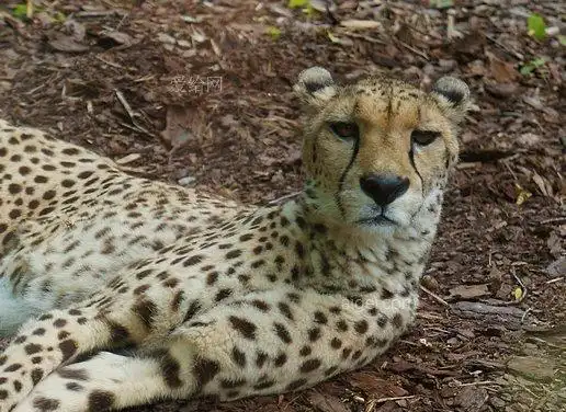 猎豹肖像自然(cheetah-portrait-nature)