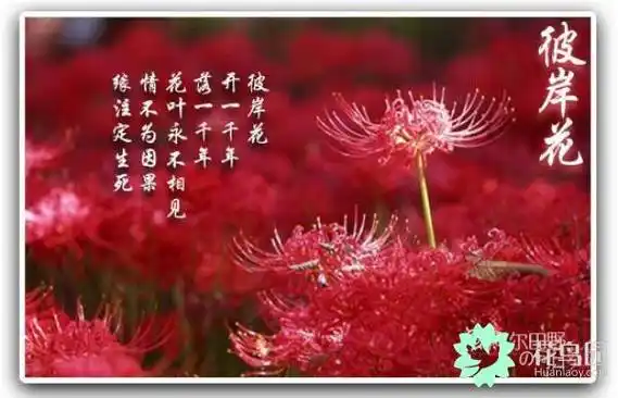 地狱之花——曼珠沙华