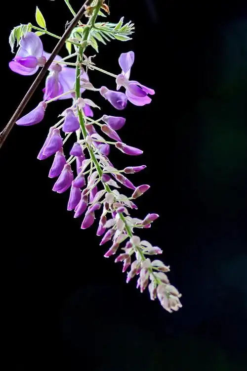 花花世界25--紫藤