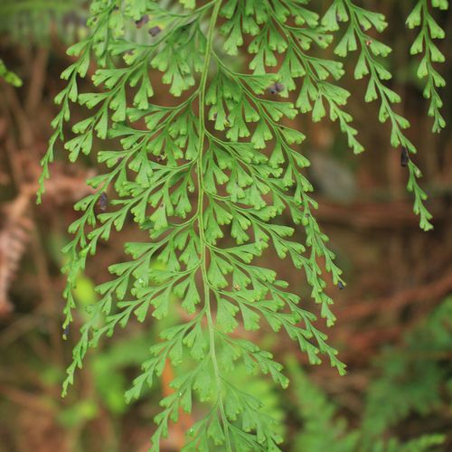 新鲜野生中草药材乌蕨乌韭大叶金花草小叶野鸡尾细叶凤凰尾500g