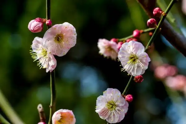 梅桩四百余盘,品种有三十余种,如双碧垂枝绿萼,素白台阁,粉红朱砂,绿