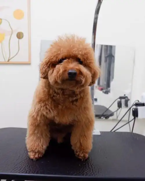 泰迪宝宝的新发型