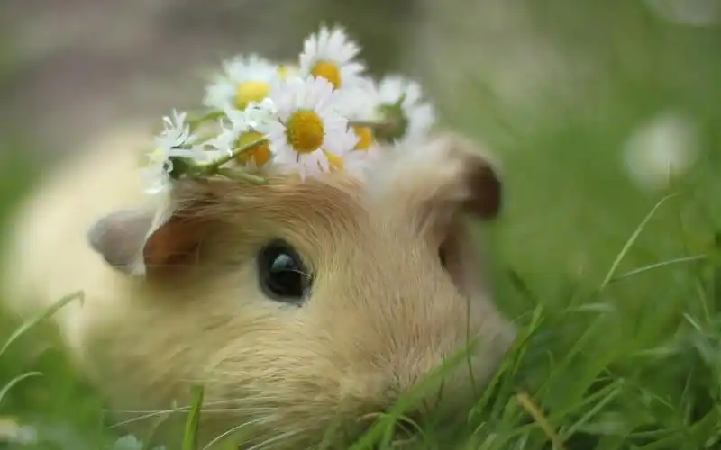 几内亚猪高清壁纸1152x864分辨率查看