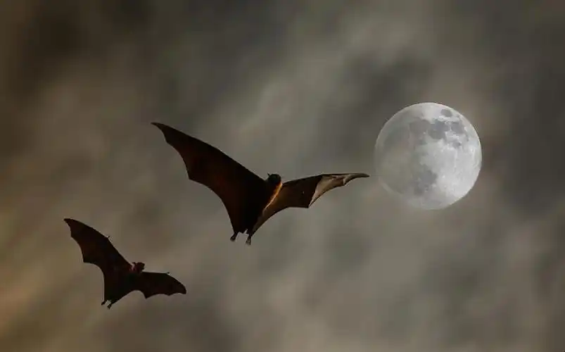 蝙蝠属于哪类动物