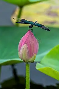 小荷才露尖尖角早有蜻蜓立上头摄影图