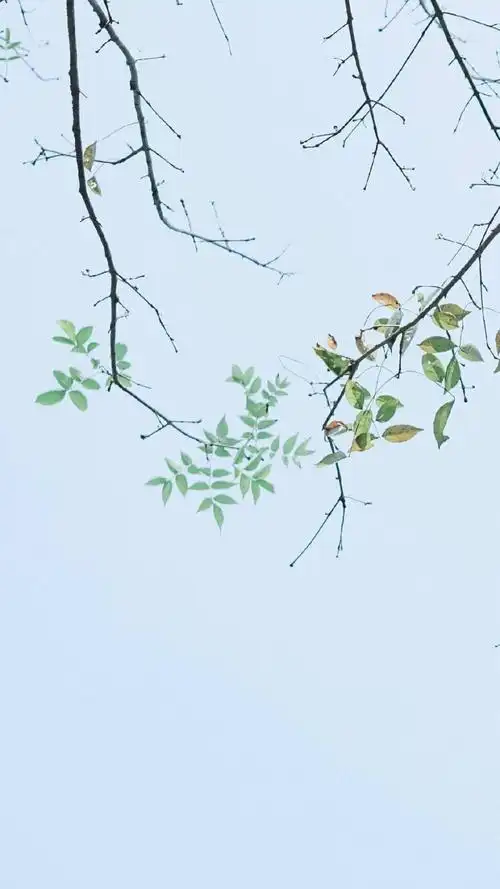 蓝色系 枝叶 清爽 简约 文艺 聊天背景 手机壁纸