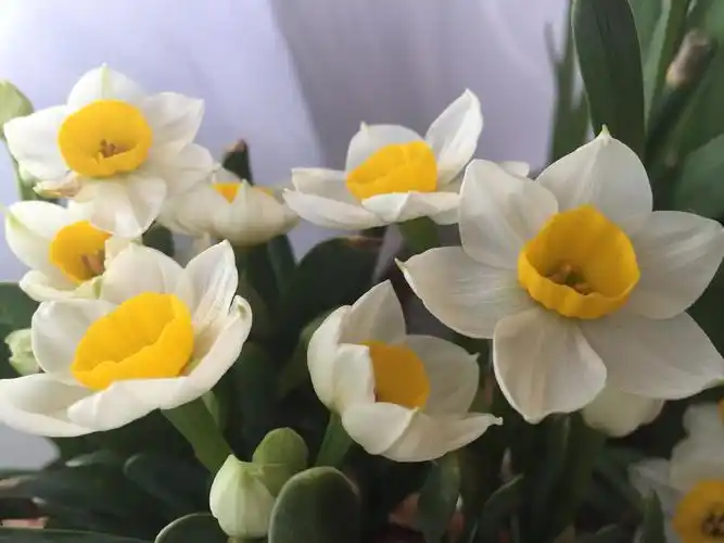 金盏银台水仙花