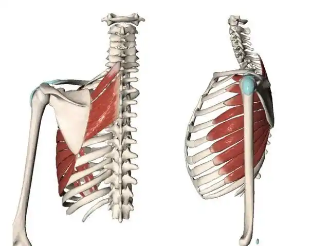 侧卧,将网球/筋膜球或者泡沫轴直接放在前锯肌的位置缓慢而有控制的