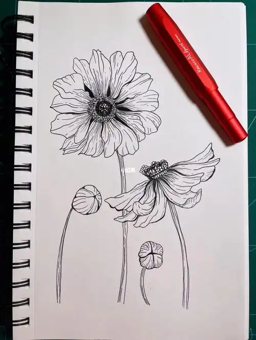 临摹存的wb网图,不明出处知道是什么花吗?