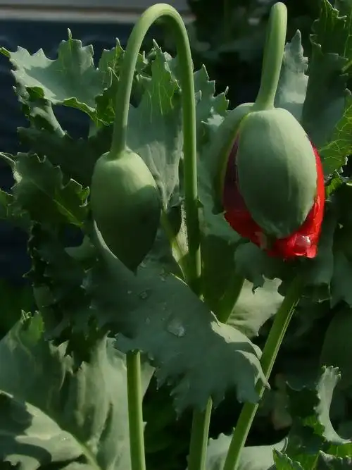 【转载】 又拍罂粟>