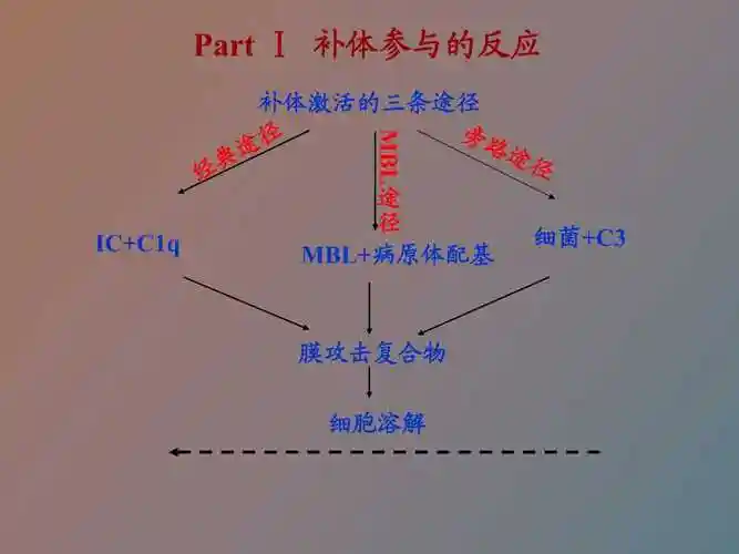 补体参与的反应
