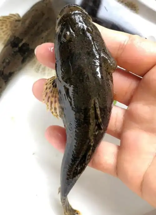 沙塘鳢的钓法与介绍堪称水中小霸王