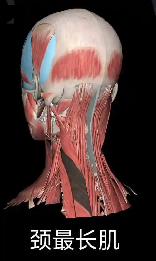 颈最长肌为竖脊肌的一部分,分为头,颈,背最长肌,其中颈最长肌起于t1