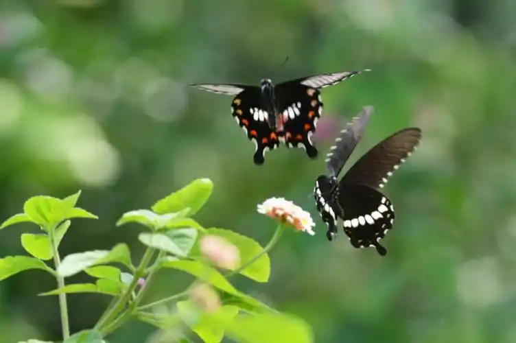 蝴蝶的爱情_晶羽科技