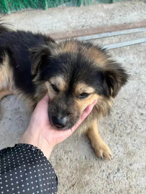 阿里姐姐今天去流浪狗基地了见到小黑了